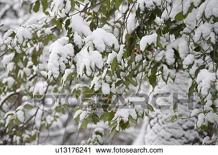 Snow covered branches View Large Photo Image Stock Image - Snow covered branches. Fotosearch