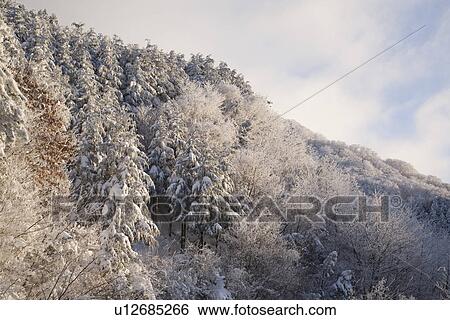 Snow covered forest View Large Photo Image Stock Photograph - Snow covered forest. Fotosearch