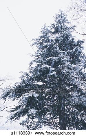 Snow falling on tree View Large Photo Image Stock Photo - Snow falling on tree. Fotosearch