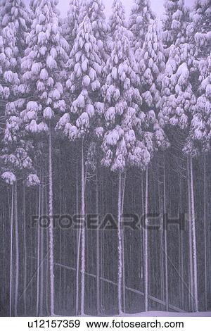 Snowcapped cedar forest View Large Photo Image Stock Photo - Snowcapped cedar forest. Fotosearch