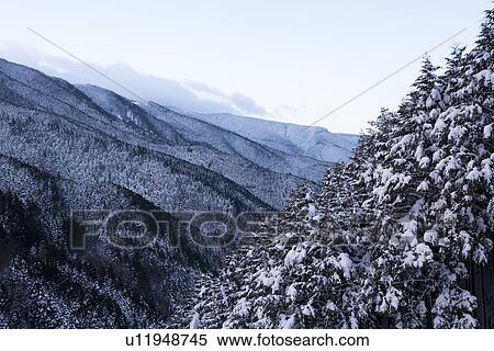 Stock Photography - Snowfall on forest covered mountains. Fotosearch