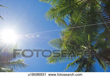 Sun shining through coconut palm tree View Large Photo Image Stock Image - Sun shining through coconut palm tree. Fotosearch