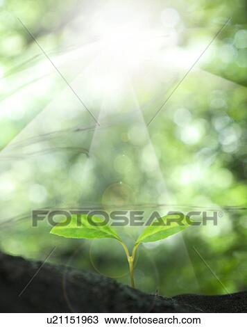 Stock Image - Sunbeams shining on a growing seedling. Fotosearch