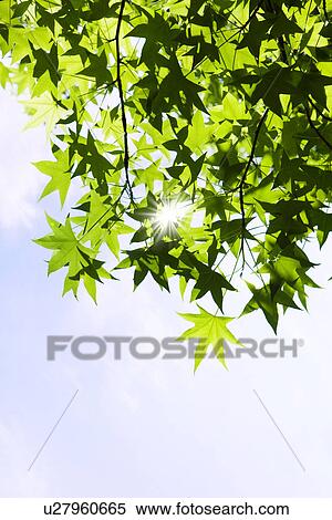 Stock Photography - Sunlight shining through leafy tree branch. Fotosearch