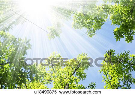 Sunlight shining through trees View Large Photo Image Stock Photography - Sunlight shining through trees. Fotosearch