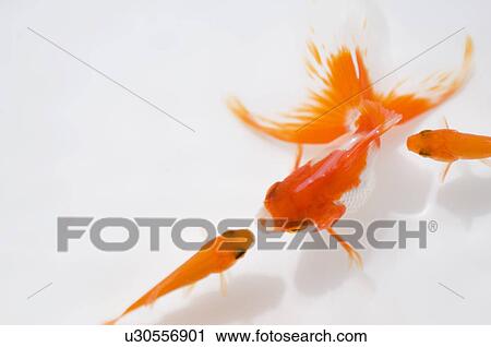Swimming goldfish View Large Photo Image Stock Image - Swimming goldfish. Fotosearch
