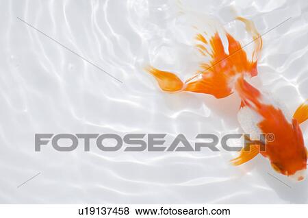 Stock Photo - Swimming goldfish. Fotosearch