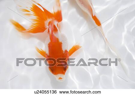 Swimming goldfish View Large Photo Image Stock Photograph - Swimming goldfish. Fotosearch
