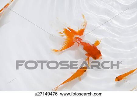 Stock Photograph - Swimming goldfish. Fotosearch