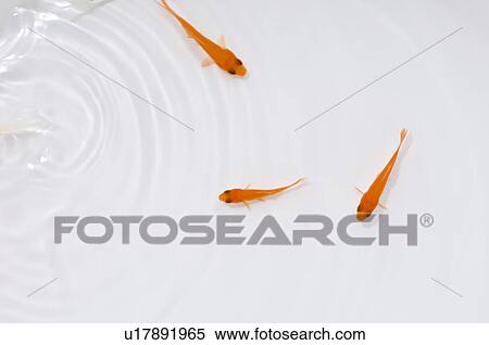 Swimming goldfish View Large Photo Image Stock Photography - Swimming goldfish. Fotosearch