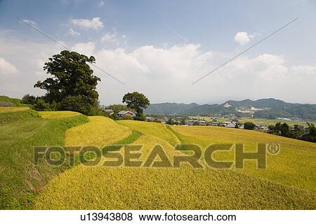 Stock Photo - Terraced rice farm. Fotosearch