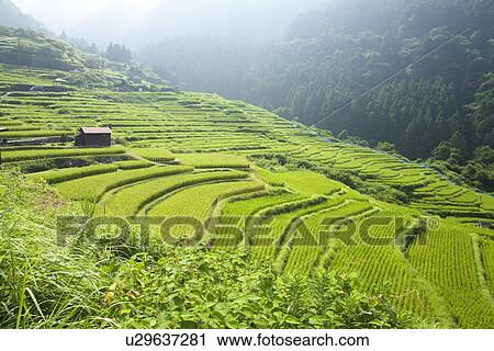 Stock Image - Terraced rice field. Fotosearch
