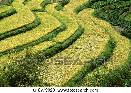 Stock Photo - Terraced rice fields. Fotosearch