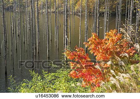 Tranquil autumn forest scene View Large Photo Image Stock Photograph - Tranquil autumn forest scene. Fotosearch