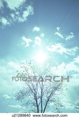Stock Image - Tree and blue sky with clouds. Fotosearch