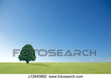 Stock Image - Tree in a green field. Fotosearch