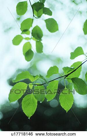 Stock Photograph - Tree leaves with dew drops. Fotosearch