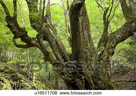 Stock Photo - Tree trunk in forest. Tanba-machi, Kyoto Prefecture, Japan. Fotosearch