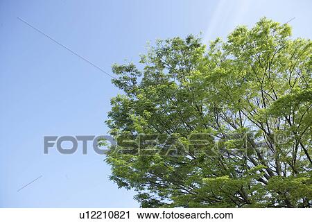 Stock Image - Tree under a blue sky. Fotosearch