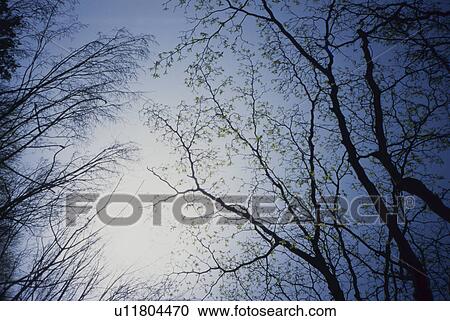 Stock Image - Trees and blue sky. Fotosearch