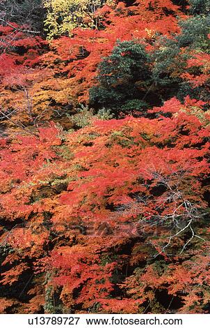 Stock Photo - Trees with orange autumnal leaves. Fotosearch