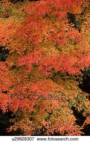 Stock Photo - Trees with orange autumnal leaves. Fotosearch