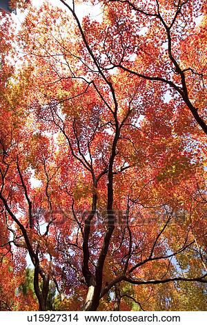 Trees with red and yellow autumnal leaves View Large Photo Image Picture - Trees with red and yellow autumnal leaves. Fotosearch