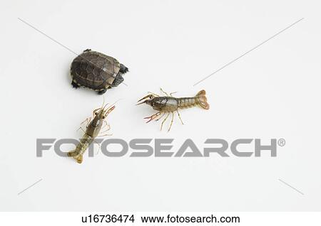 Picture - Turtle face to face with two crayfish. Fotosearch