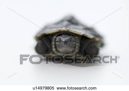 Turtle inside its shell View Large Photo Image Stock Photography - Turtle inside its shell. Fotosearch