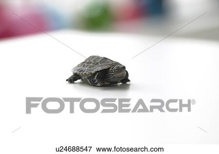 Turtle View Large Photo Image Stock Photo - Turtle. Fotosearch