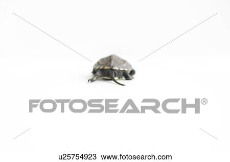 Turtle walking away View Large Photo Image Stock Image - Turtle walking away. Fotosearch