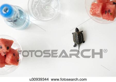 Turtle walking next to watermelon in a dish and water bottle View Large Photo Image Picture - Turtle walking next to watermelon in a dish and water bottle. Fotosearch