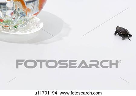 Picture - Turtle walking past goldfish bowl. Fotosearch