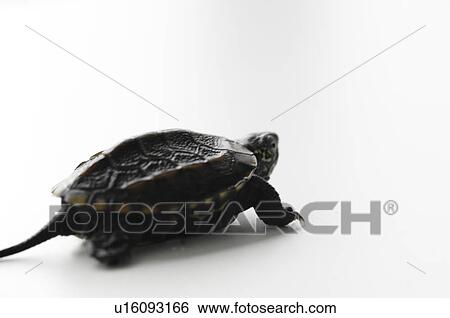 Turtle walking View Large Photo Image Stock Photograph - Turtle walking. Fotosearch