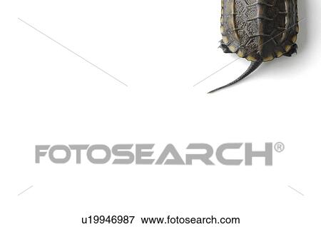 Turtles tail View Large Photo Image Stock Photo - Turtles tail. Fotosearch