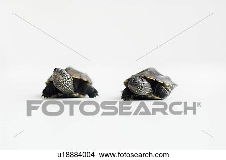 Two turtles View Large Photo Image Picture - Two turtles. Fotosearch