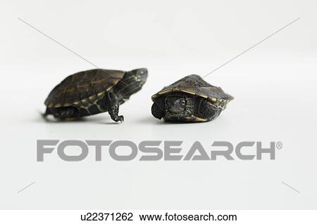 Stock Image - Two turtles. Fotosearch