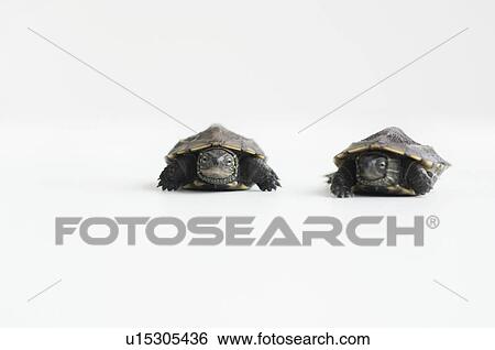 Two turtles View Large Photo Image Stock Photograph - Two turtles. Fotosearch