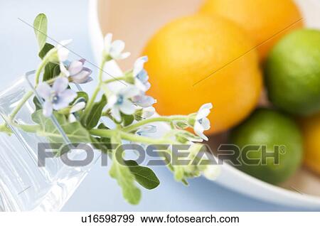 Vase of blue flowers and bowl of citrus fruit View Large Photo Image Stock Photo - Vase of blue flowers and bowl of citrus fruit. Fotosearch