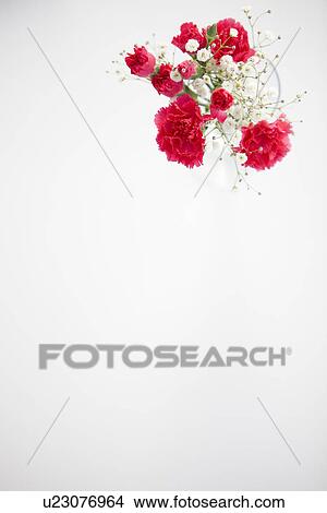 Vase of carnations and baby's breath View Large Photo Image Picture - Vase of carnations and baby's breath. Fotosearch