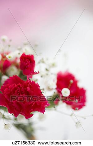 Stock Image - Vase of carnations and baby's breath. Fotosearch