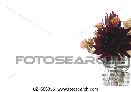 Stock Photography - Vase of flowers with white background. Fotosearch