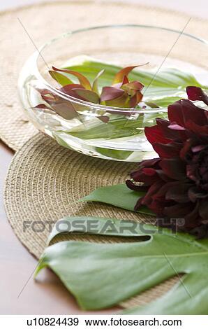Vase of Hosta on water and Dahlia View Large Photo Image Stock Photo - Vase of Hosta on water and Dahlia. Fotosearch