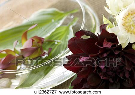 Stock Photo - Vase of Hosta on water and Dahlia. Fotosearch