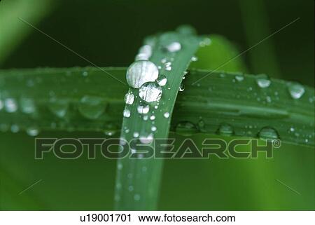 Stock Image - Water drop on blades of grass. Fotosearch