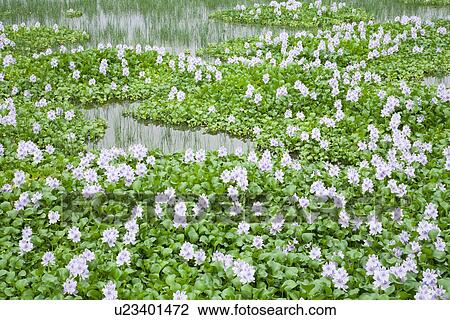 Stock Image - Water hyacinth flowers on a pond. Fotosearch