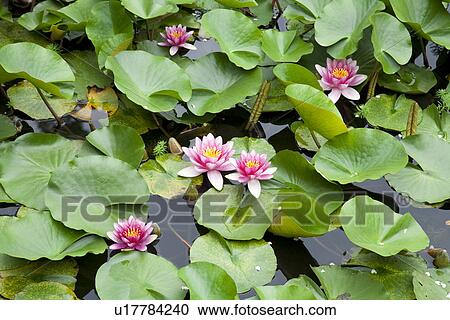 Stock Image - Water lilies. Fotosearch