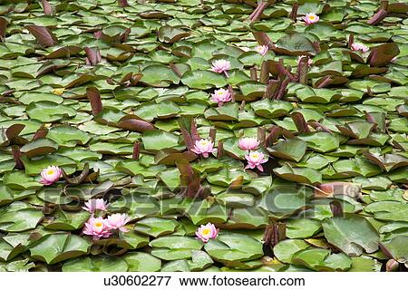 Water lilies View Large Photo Image Stock Photo - Water lilies. Fotosearch