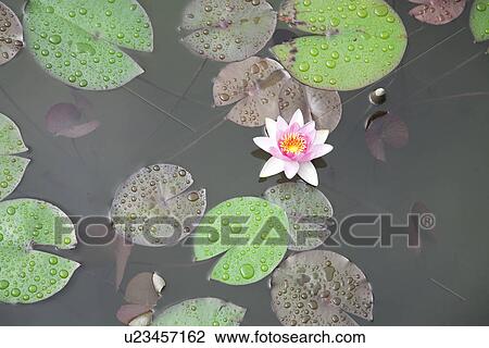 Stock Image - Water lily. Fotosearch