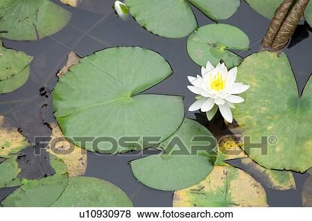 Stock Photo - Water lily. Fotosearch